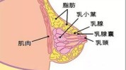 跑到乳房肚子镜下(西安市跑到乳房乳腺肚子)