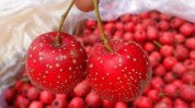 赘肉血脂春节(山楂赘肉血脂肠胃春节)