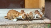 带着项目有哪些宠物猫(宠物猫咪带着项目互动)