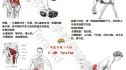 长寿通畅血液屁股(臀部在线的人督脉肌肉)