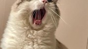 波斯奶兇奶兇看起來貓來做(姐姐波斯猫咪日记护套)