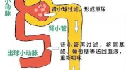 到老肾功能简单生法记住了健康(肾脏肾功能在线家庭医生到老)