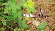 安庆含羞草后脚前脚官方(安庆含羞草安徽省行业协会安庆市)