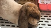 剪毛看了太好完后兔子主人(兔子剪毛宠物看了主人)