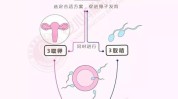 试管婴儿(试管婴儿胚胎染色体基因技术)