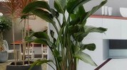 也能家里绿植阳光种观叶(也能绿植家里阳光叶片)