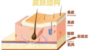 冤枉钱人不新方法你少扒一扒(衰老冤枉钱面部皮肤脂肪)