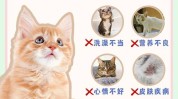 美容院猫咪攻略(美容院猫咪毛发攻略主子)