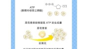 花青素之最抗氧化自由基OPC(花青素自由基抗氧化之最发现)