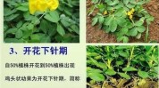 生长期花生操作方法作用(花生土壤生长期操作方法植株)