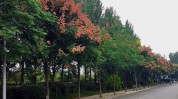 成都长廊秘籍街头(行道树成都树木园林绿化城市)