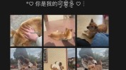 你说文案拍了拍要快小狗朋友圈(你说拍了拍要快文案小狗)