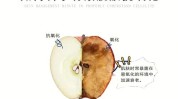 抗氧化教你如何肌肤婴儿(宋体肌肤抗氧化自由基成分)