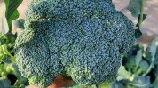 花菜买菜种子放心新鲜健康(花菜菜园种子新鲜杯子)