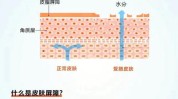 屏障必不可少这三肌肤(屏障皮肤肌肤必不可少功能)