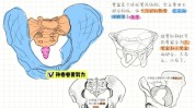 变体骨盆新月区域健康(新月骨盆变体脊柱彩霞)