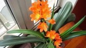 年根油亮花开小东西养花叶子(小东西年根花开油亮花盆里)