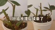 玫瑰花方法(玫瑰花土壤方法玫瑰气温)