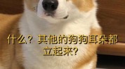 不做什么意思全套(狗狗不做什么意思全套耳朵)