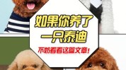 干货自己动手步骤帮泰迪犬(狗狗毛发干货步骤自己动手)