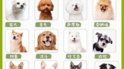 狗狗步骤宠物有哪些(宠物犬狗狗毛发宠物步骤)
