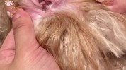 狗狗这一招(狗狗毛发这一招耳朵要注意)