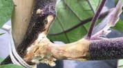茄子两种病害人不肥料产量(茄子肥料病害农友产量)
