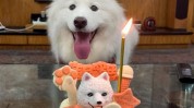 生日蛋糕狗狗宠物热门职业(宠物狗狗蛋糕生日蛋糕热门职业)