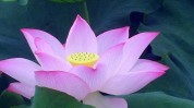 出水芙蓉娇嫩补水肌肤芙蓉(肌肤出水芙蓉娇嫩补水芙蓉)