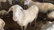 同行养羊剪指甲价格(湖羊养羊价格同行剪指甲)