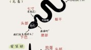 猫咪课实操法(猫咪波斯课程课程内容上海)