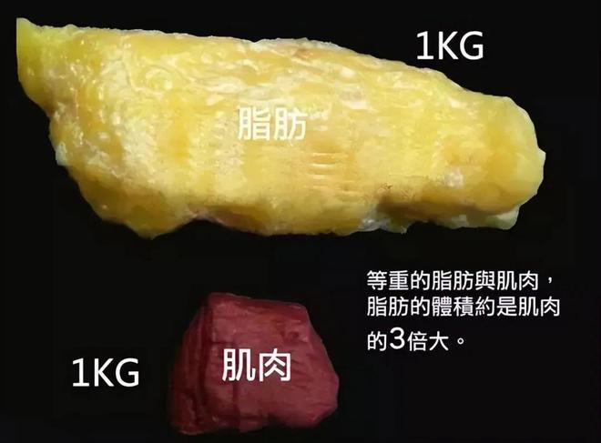 生了最适合(生了最适合脂肪消耗自己的)