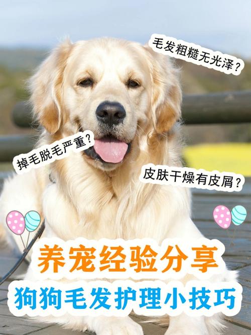 你知道该如何宠物家庭(宠物你知道该如何家庭毛发)