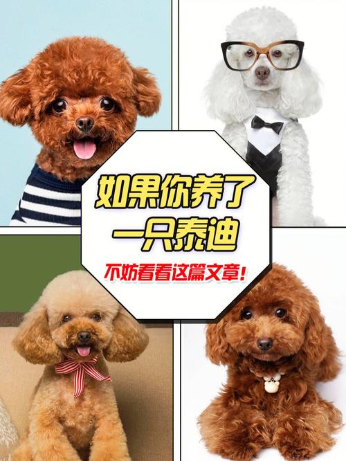 干货自己动手步骤帮泰迪犬(狗狗毛发干货步骤自己动手)