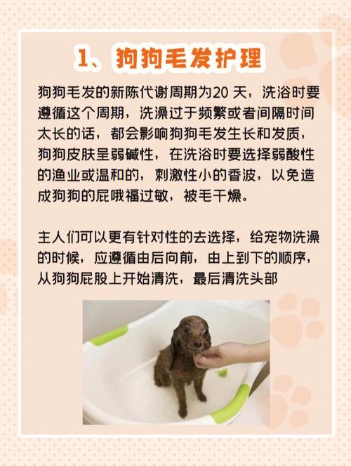 狗狗你能用得技巧(狗狗你能用得技巧毛发)