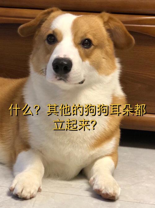 不做什么意思全套(狗狗不做什么意思全套耳朵)