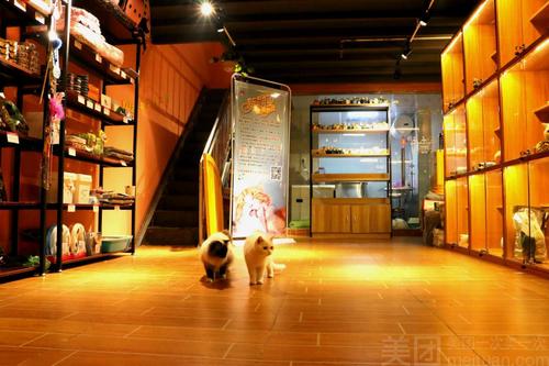 千元繁多宠物项目犬猫SPA(宠物诊所宠物店千元猫咪)