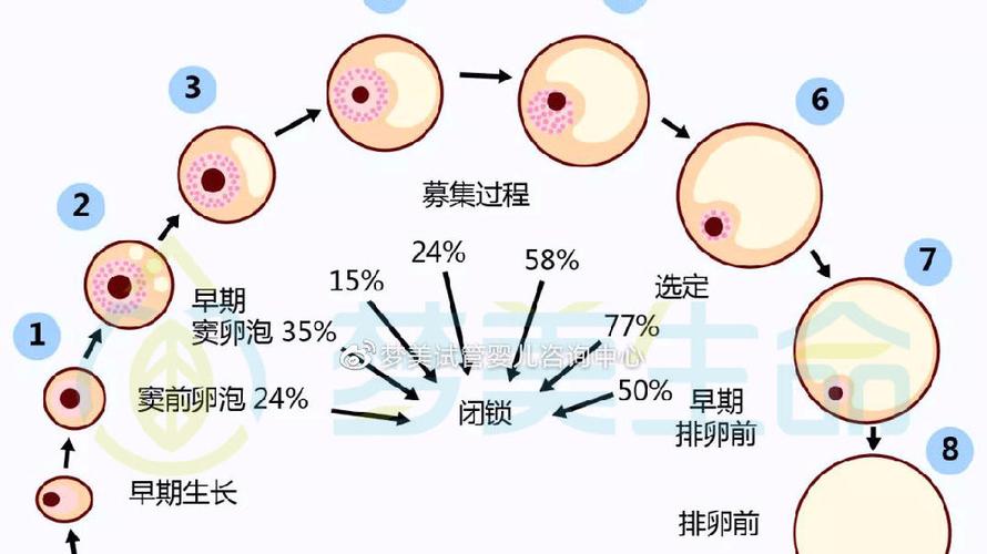 (自己的促排卵卵泡卵巢不可以)