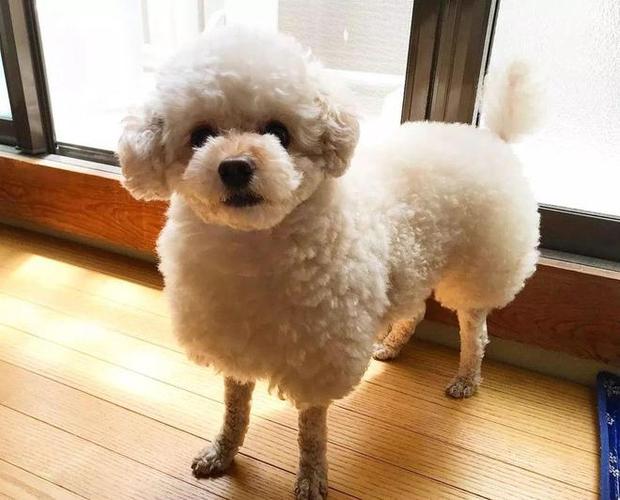 去给无辜女子海南三亚泰迪犬做(女子美容店去给无辜店员)