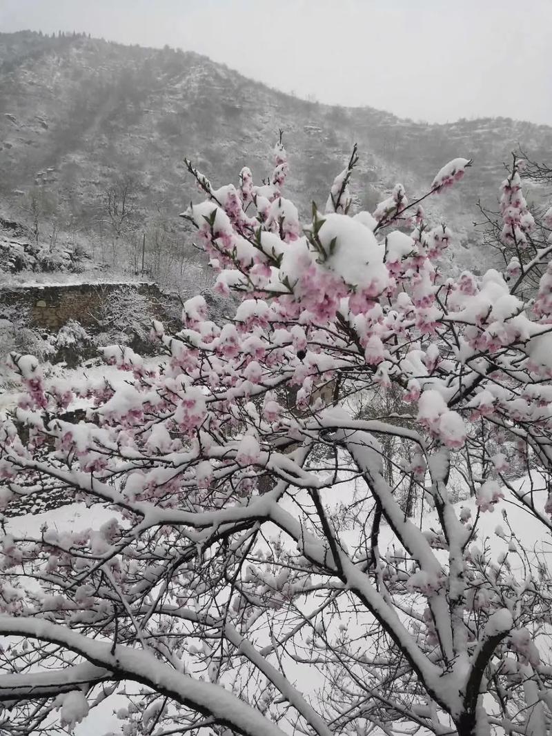 做个桃花春天(桃花做个春天凳子春色)