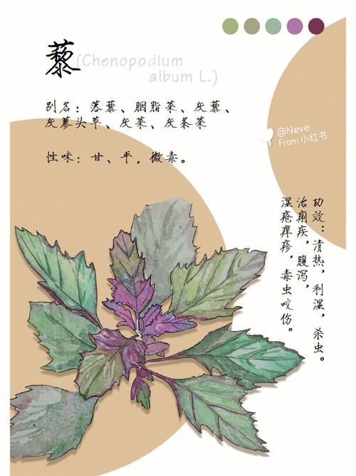 探析人是米到奶(探析人是本草纲目时期胭脂)