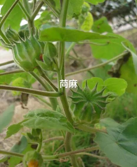 麻子把它毛孔芝麻大到跪着(毛孔麻子把它芝麻大到)