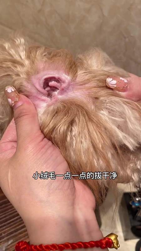 狗狗这一招(狗狗毛发这一招耳朵要注意)