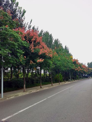 成都长廊秘籍街头(行道树成都树木园林绿化城市)