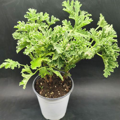 花草一文详解方法(花草芳香效果买到植物)