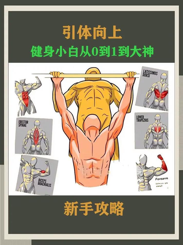 就能几步性价比动作简单(动作引体向上就能几步肩胛骨)