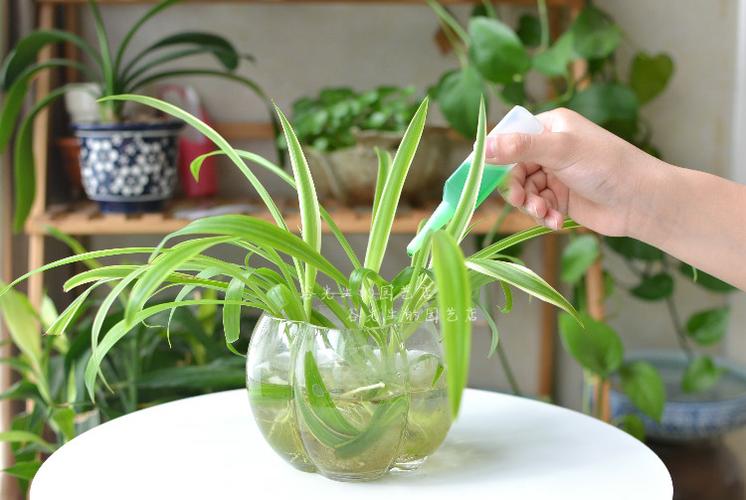 水泡力大干净苹果营养液浇啥旺啥(水泡力大营养液盆栽干净)