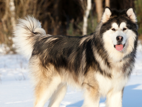 爱犬狗狗迪拜公园自由最新(狗狗爱犬迪拜公园第一个)