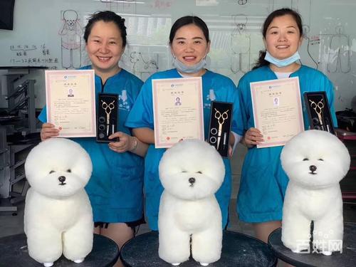 宠物最好的哪家院校学校(宠物学校培训学校最好的美容师)