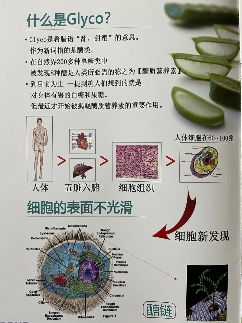 诺贝尔奖技术(皮肤诺贝尔奖细胞受体诺贝尔)
